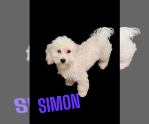 Poochon Dogs for adoption in Seaford, DE, USA