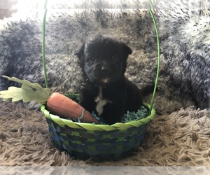 Pom-A-Poo Puppy for sale in CONVERSE, IN, USA