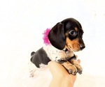 Small #8 Dachshund