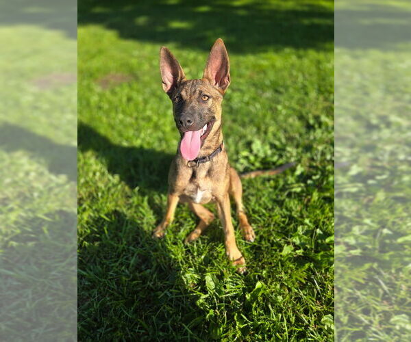 Medium Photo #4 German Shepherd Dog-Unknown Mix Puppy For Sale in Imlay City, MI, USA