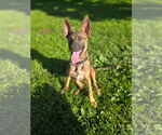 Small #3 German Shepherd Dog Mix