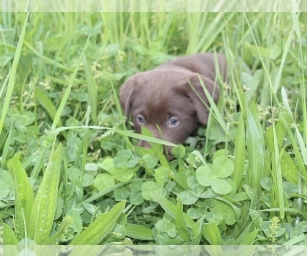 Medium Photo #11 Labrador Retriever Puppy For Sale in MANSFIELD, MO, USA