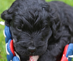 Small #4 English Cream Golden Retriever-Poodle (Standard) Mix