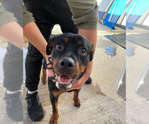 Rottweiler Dogs for adoption in La Porte, IN, USA