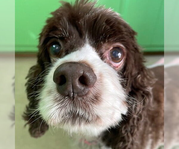 Medium Photo #27 Cocker Spaniel Puppy For Sale in Arlington, VA, USA