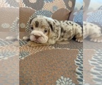 Small Photo #8 English Bulldog Puppy For Sale in CIBOLO, TX, USA