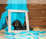 Small #1 Dachshund