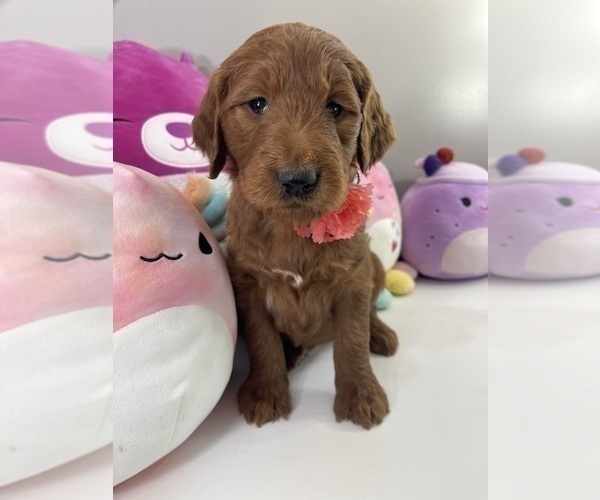Medium Photo #3 Goldendoodle Puppy For Sale in WOODBURN, IN, USA