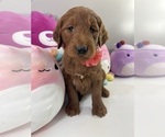 Small #2 Goldendoodle