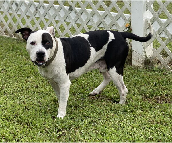 Medium Photo #9 American Pit Bull Terrier-Unknown Mix Puppy For Sale in Virginia Beach, VA, USA