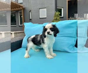 Cocker Spaniel Puppy for sale in FRANKLIN, IN, USA
