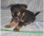 Small Photo #334 Yorkshire Terrier Puppy For Sale in AKRON, OH, USA