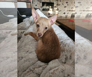 Chihuahua-Unknown Mix Dogs for adoption in Plainfield, IL, USA