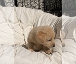 Litter of 8 - Male(s) and Female(s) Goberian-Labrador Retriever MixLitter of Puppies for Sale - Photo #6
