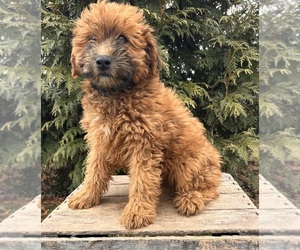 Whoodle (Miniature) Puppy for sale in MIDDLEBURY, IN, USA