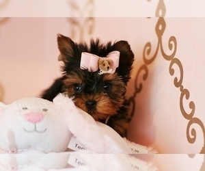 Yorkshire Terrier Puppy for sale in MIAMI, FL, USA