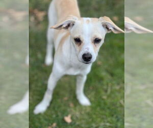 Italian Greyhuahua Dogs for adoption in San Francisco, CA, USA