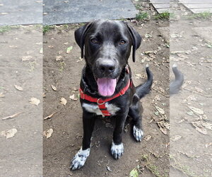Labrador Retriever-Unknown Mix Dogs for adoption in Wakefield, RI, USA