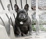 Small Photo #4 French Bulldog Puppy For Sale in NEW PRT RCHY, FL, USA