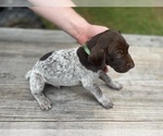 Puppy Dark green boy German Shorthaired Pointer