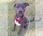 Small American Staffordshire Terrier