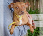 Small #2 Italian Greyhuahua