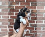 Small #2 Beagle