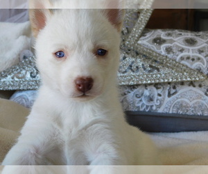 Siberian Husky Puppy for sale in THOMPSONVILLE, MI, USA