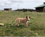 Small Photo #3 Australian Cattle Dog Puppy For Sale in CENTERVILLE, WA, USA
