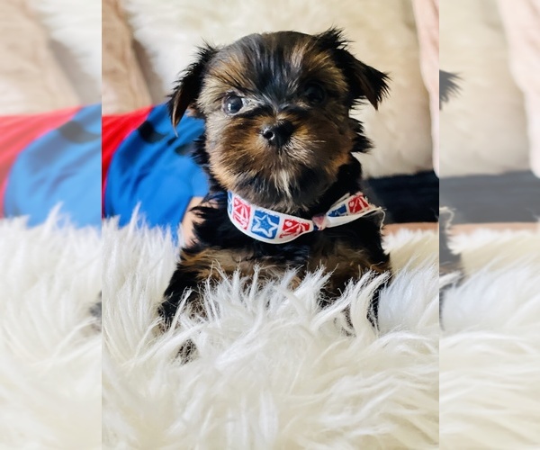 Medium Photo #1 Yorkshire Terrier Puppy For Sale in FRESNO, CA, USA