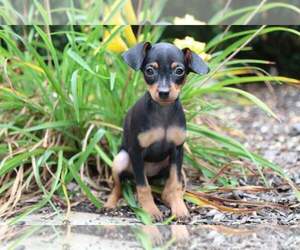 Miniature Pinscher Puppy for sale in MOUNT VERNON, OH, USA