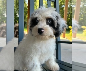 Cock-A-Poo Puppy for sale in FRANKLIN, IN, USA
