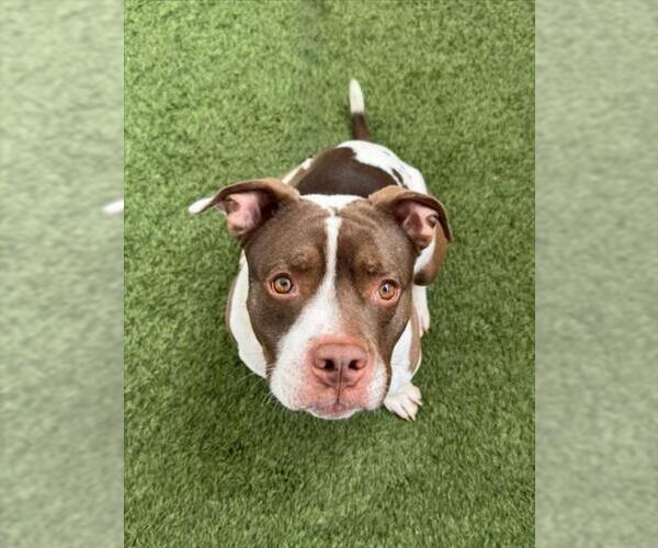 Medium Photo #1 Mutt Puppy For Sale in Las Vegas, NV, USA