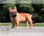 Small Photo #1 French Bulldog Puppy For Sale in Szeged, Csongrad, Hungary