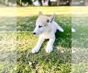 Wolf Hybrid Dogs for adoption in KINSTON, NC, USA