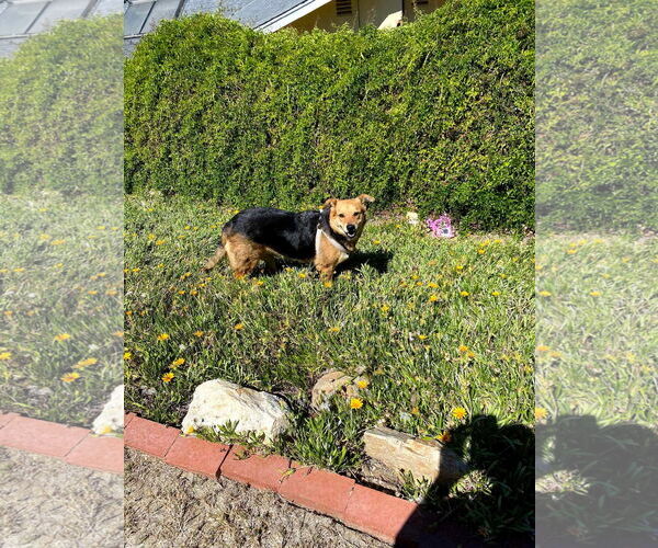 Medium Photo #19 German Shepherd Dog-Unknown Mix Puppy For Sale in Escondido, CA, USA