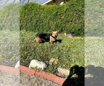 Small #18 German Shepherd Dog Mix