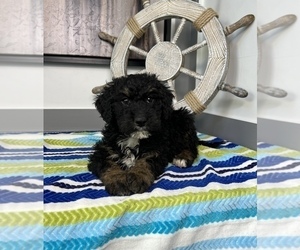 Bernedoodle (Miniature) Puppy for sale in FRANKLIN, IN, USA