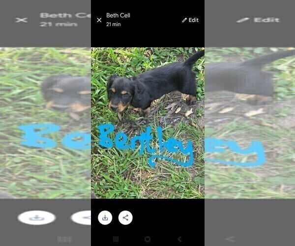 Medium Photo #1 Dachshund Puppy For Sale in HALF WAY, MO, USA