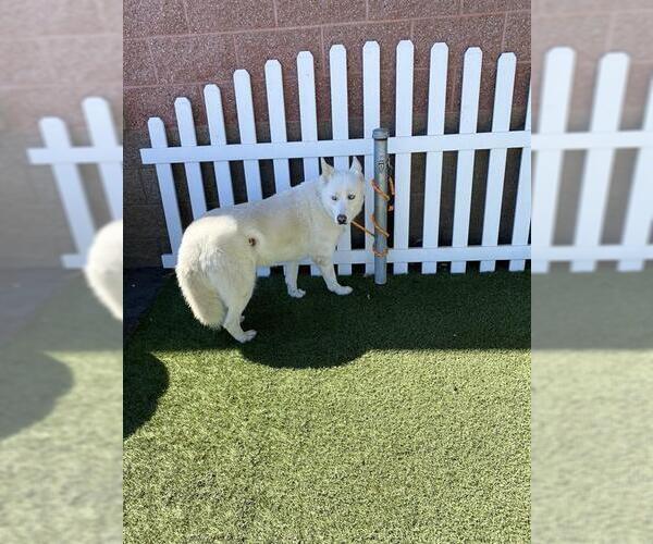 Medium Photo #1 Siberian Husky Puppy For Sale in Modesto, CA, USA