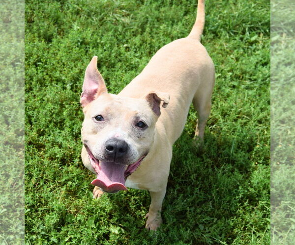 Medium Photo #8 American Bulldog-American Staffordshire Terrier Mix Puppy For Sale in Huntley, IL, USA