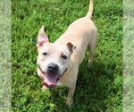 Small #7 American Bulldog-American Staffordshire Terrier Mix