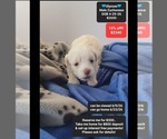 Image preview for Ad Listing. Nickname: Ulysses