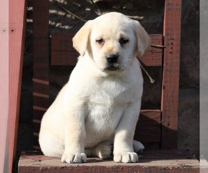 Labrador Retriever Puppy for sale in FREDERICKSBG, OH, USA