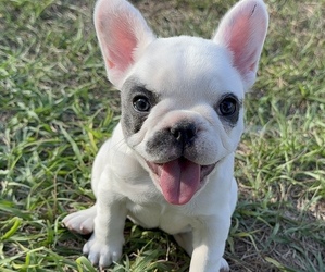 French Bulldog Puppy for sale in DAVENPORT, FL, USA