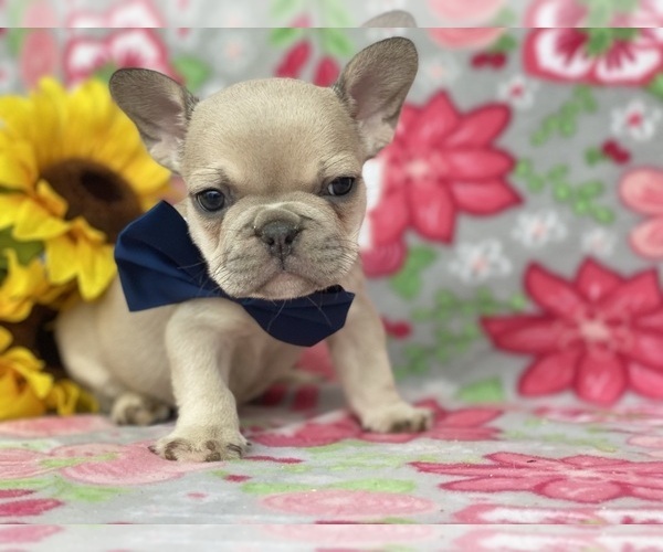 Medium Photo #6 French Bulldog Puppy For Sale in RISING SUN, MD, USA