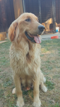 Medium Photo #1 Golden Retriever Puppy For Sale in YACOLT, WA, USA