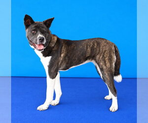 Akita-Unknown Mix Dogs for adoption in Pasadena, CA, USA