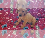Small Photo #2 Labrador Retriever Puppy For Sale in ISANTI, MN, USA