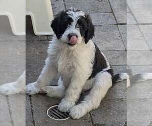Double Doodle Puppy for sale in CHULA VISTA, CA, USA